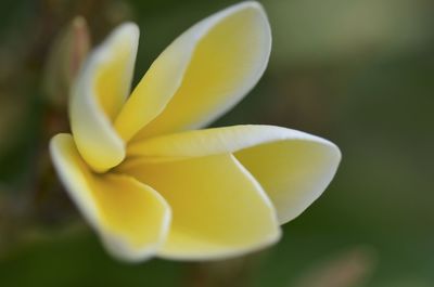 Close-up of white flowering plant