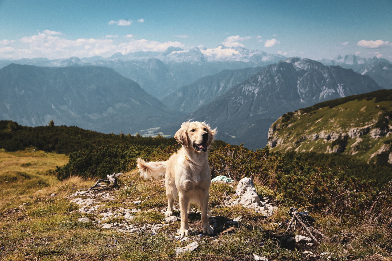 PORTRAIT OF A DOG ON MOUNTAIN