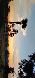 Silhouette trees against sky during sunset