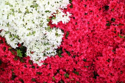 Close-up of pink flowers