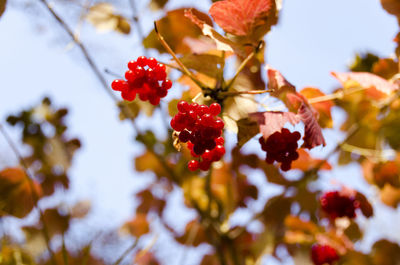 Low angle view of berries on tree