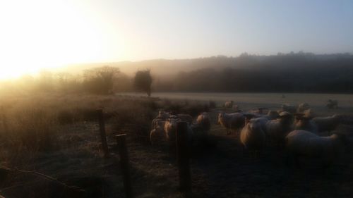 Flock of sheep on field against sky during sunset