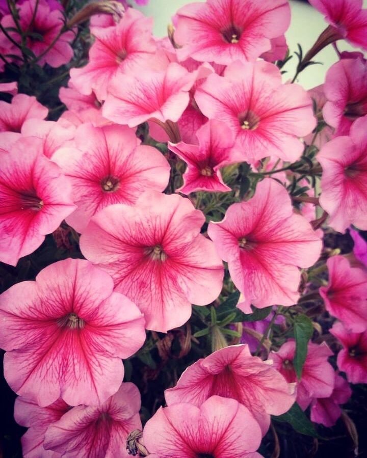 flower, fragility, beauty in nature, nature, flower head, pink color, petal, freshness, plant, growth, no people, petunia, blooming, outdoors, close-up, day