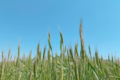 Close-up of stalks in field against clear blue sky