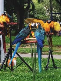 View of parrot perching on tree