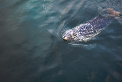 High angle view of seal swimming in lake