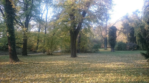 Trees growing in sunlight