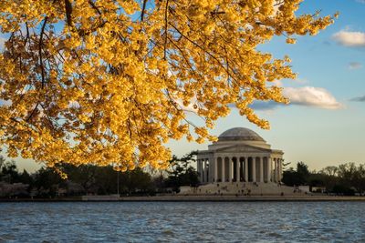 Autumn leaves and thomas jefferson memorial in background