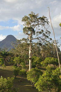 Trees and plants growing on land against sky