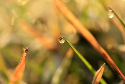 Close-up of water drops on leaf