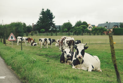 Cows grazing on field against sky