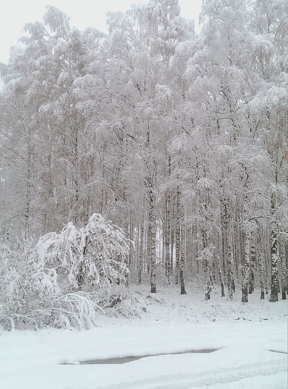 snow, winter, cold temperature, tree, season, tranquility, tranquil scene, nature, weather, beauty in nature, covering, scenics, landscape, white color, growth, non-urban scene, forest, field, frozen, covered