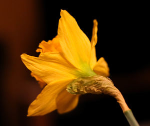 Close-up of yellow flower