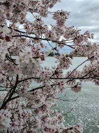 Close-up of cherry blossom tree