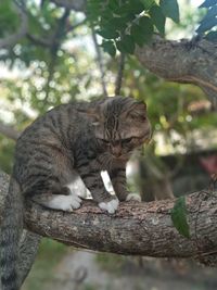 Close-up of cat on tree trunk