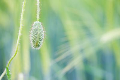 Close-up of spider web on plant