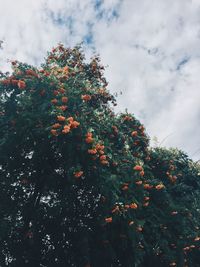 Low angle view of orange tree against sky