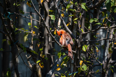 View of bird perching on branch