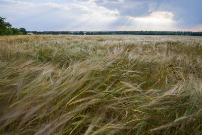 Scenic view of field against sky