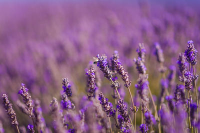 Close-up of purple flowering plants on field