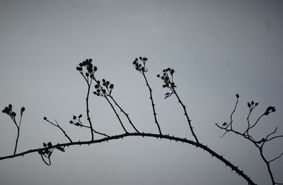 Low angle view of silhouette flowering plants against clear sky