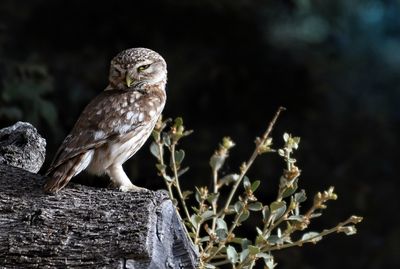 Close-up of bird perching on tree