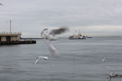 Seagull flying over sea against sky