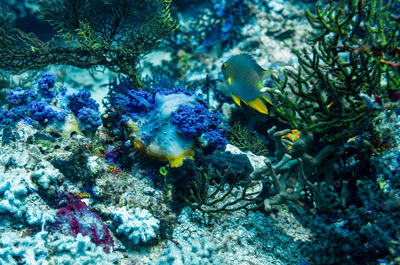 Fish swimming in sea