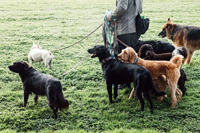 Dogs running on field