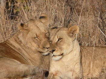 Lion and lioness caressing each other romantically. resting heads on each other.