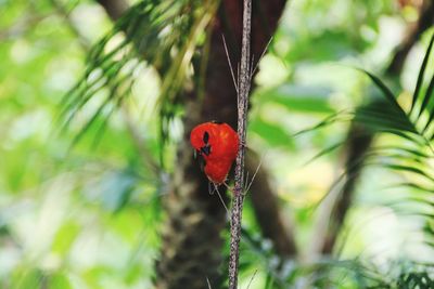 Close-up of ladybug on plant