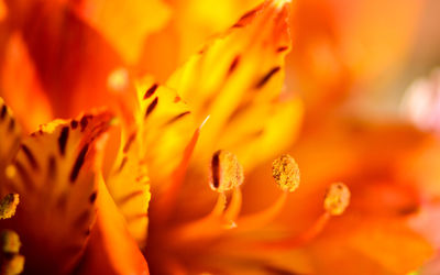 Full frame shot of orange flower