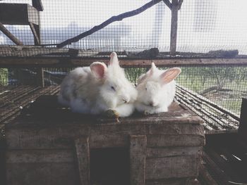 White chicken in cage