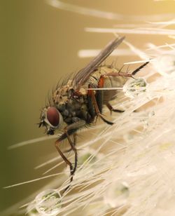 Close-up of fly