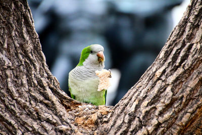 Close-up of parrot holding food on tree