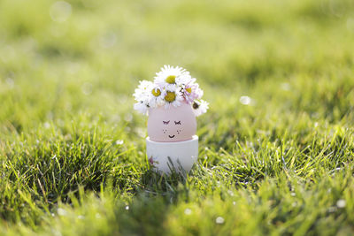 Close-up of white flowering plant on field