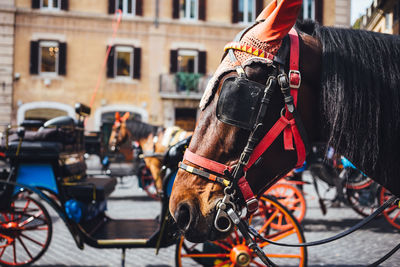 Horse cart on street