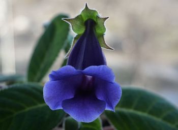 Close-up of purple flowers blooming