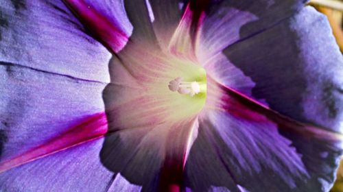 Detail shot of pink flower