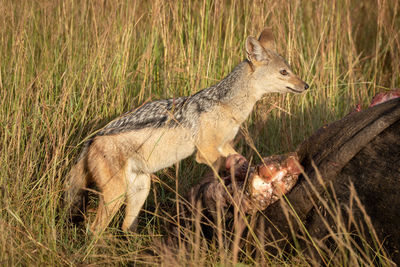 Black-backed jackal stands watchfully by buffalo carcase