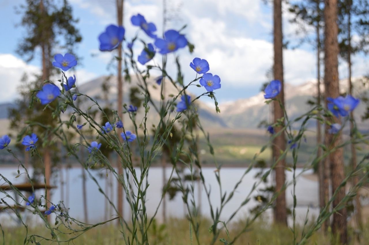 focus on foreground, plant, growth, blue, fragility, close-up, flower, selective focus, purple, nature, beauty in nature, freshness, stem, water, sky, day, growing, tranquility, outdoors, field