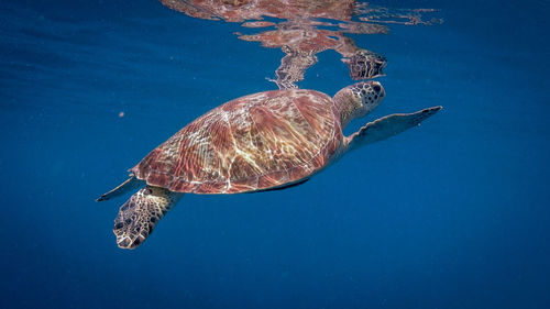 Swimming green sea turtle at pagkilatan