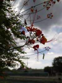 Close-up of red flowering plant against cloudy sky