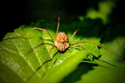 Close-up of spider on leaf