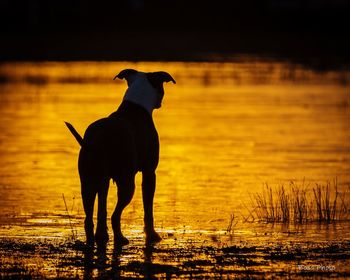 Silhouette dog standing on shore during sunset