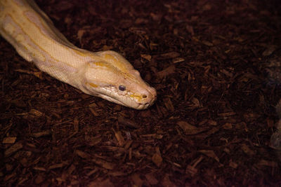 Albino burmese python snake python bivittatus is considered an invasive species in southern florida.