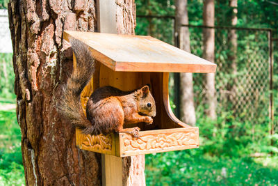 A red siberian squirrel is sitting on a treehouse in the forest and gnawing on nuts.