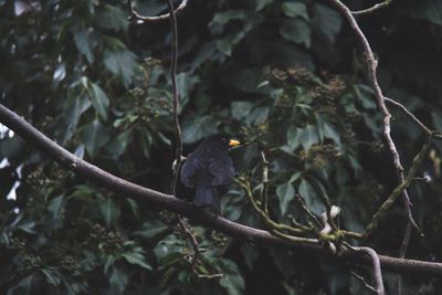 Bird perching on tree