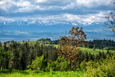 Scenic view of field against sky