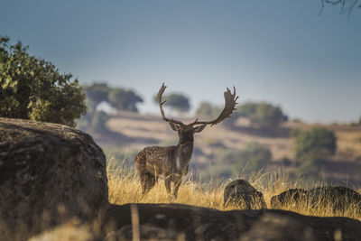 View of deer in field